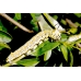 Japanese Owl Moth Brahmaea japonica 4 pupae Japanese Owl Moth Brahmaea japonica 4 pupae